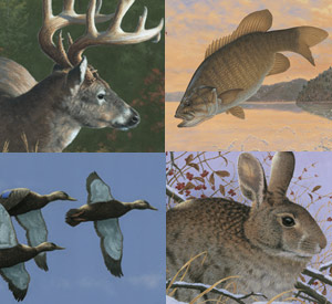 deer fish ducks and a rabbit in a collage